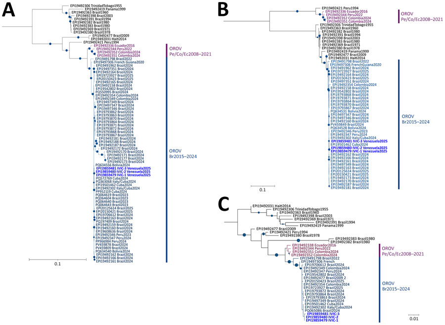 Phylogenetic analysis of OROV cases in Venezuela, 2025. Maximum-likelihood phylogenetic analysis for each genomic segment of the OROV genome: A) large genome segment sequences; B) medium genome segment sequences; C) small genome segment sequences. The isolates are named according to their accession number in GenBank or GISAID (https://www.gisaid.org), including the country and year of collection of each sample. Blue indicates the OROVBR2015–2024 clade and purple the OROVPe/Co/Ec2008–2021 clade. Bold indicates the sequences of the Venezuela isolates. The tree scale indicates the average number of nucleotide substitutions per site. Blue circles indicate bootstrap values >80. OROV, Oropouche virus.