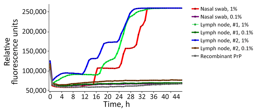 Results of real-time quaking-induced conversion testing of tissue samples from a study of abnormal prion protein in nasal swabs of macaques infected with Creutzfeldt-Jakob disease. Data based on nasal swab extracts and lymph nodes 1 and 2 from macaque 98CO19. Each line represents the change in fluorescent signal over time. We tested 1% and 0.1% homogenates; increase in fluorescent signal was observed only with 1% homogenates. PrP, prion protein.