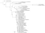 Phylogenetic tree from study of isolation and characterization of Rickettsia finnyi, novel pathogenic spotted fever group Rickettsia in dogs, United States. Tree depicts 38 Rickettsia spp., including R. finnyi sp. nov. strain 2024-CO-Wats (bold), which has its own distinct branch within the spotted fever group Rickettsia. A total of 636 orthologous core genes present in all genomes were aligned at the nucleotide level with MAFFT version 7.526 (30) and concatenated into a matrix. Maximum-likelihood phylogenetic inference was performed with RAxML-NG version 1.2.1 (31) under a general time-reversible plus FC plus gamma 4m plus B model with per-partition parameter estimation. Bootstrap support (500 replicates) was mapped onto the best maximum-likelihood tree, which was rooted with R. bellii.