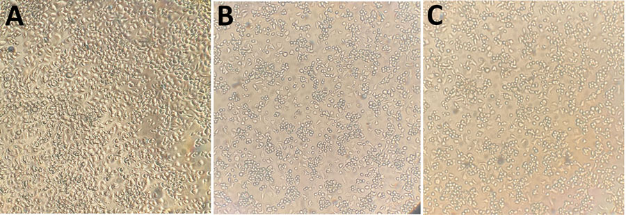 Optical microscopic analysis of C6/36 cell culture infected by yellow fever virus in Aedes albopictus mosquitoes from an urban green area (University of São Paulo, Ribeirão Preto campus), São Paulo State, Brazil. A) Mock (uninfected control cells). B) Yellow fever virus isolated in passage 1, five days postinfection. C) YFV isolated in passage 2, ≈10 days postinfection. Original magnification × 40.