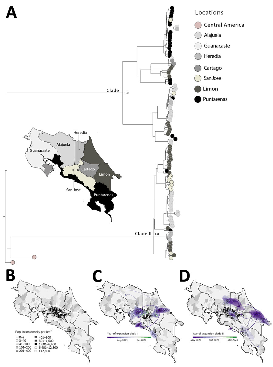 Maximum-likelihood phylogeny and spatiotemporal expansion of dengue virus (DENV) serotype 2 (DENV-2) and emergence of cosmopolitan genotype, Costa Rica, 2024. A) Time-stamped phylogenetic tree of DENV-2 genotype III, showing 2 independent introductions of this genotype into Costa Rica, including 1 major transmission cluster. Tips are colored according to sampling location. Scale bar indicates nucleotide substitutions per site. Full phylogeny shown in Appendix 1 Figure. B) Population density map of Costa Rica, highlighting areas with elevated DENV transmission potential. C, D) Spatiotemporal expansion of DENV-2 genotype III lineage D.1.2, illustrating the progressive spread of 2 distinct clades, clade I (C) and clade II (D), from urban centers to coastal regions between May 2023 and March 2024.