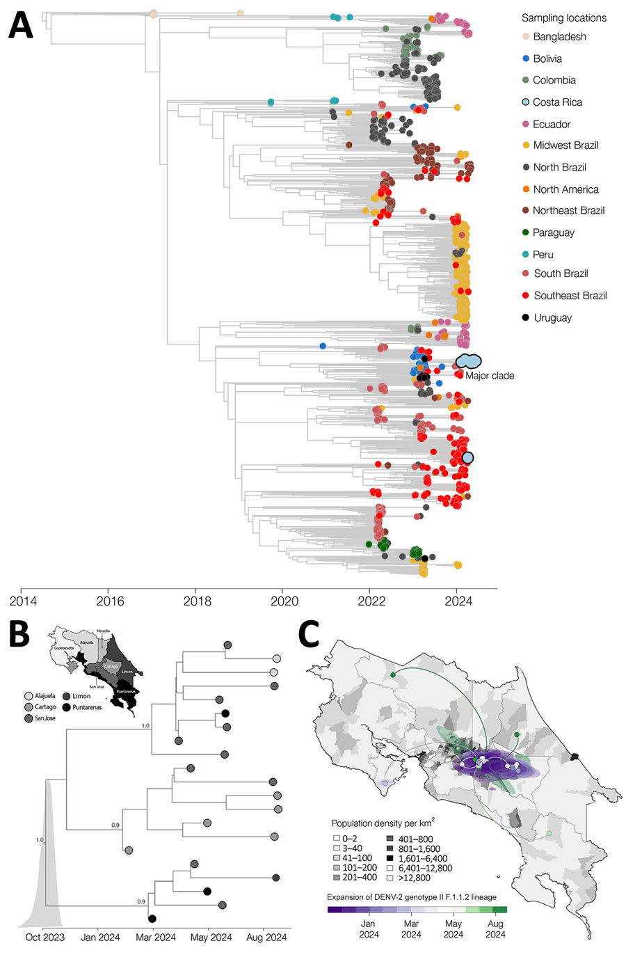 Time-scaled and spatiotemporal dynamics of dengue virus serotype 2 (DENV-2) and emergence of cosmopolitan genotype, Costa Rica, 2024. A) Time-scaled phylogenic reconstruction of global DENV-2 showing major clade in Costa Rica in 2024. Full phylogeny shown in Appendix 1 Figure. B) Time-scaled phylogenetic reconstruction of the major DENV-2 genotype II clade, illustrating its expansion from Puntarenas, Limón, and Cartago in early 2024 (map inset). C) Spatiotemporal dynamics of the major DENV-2 genotype II clade in Costa Rica demonstrating its spread among provinces. DENV, dengue virus.