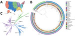 Phylogenetic characterization of sequenced isolates from study of genomic epidemiologic description of Candida (Candidozyma) auris in the United States. A) US map showing regions where sequenced cases originated, as defined by the Centers for Disease Control and Prevention Antimicrobial Resistance Laboratory Network (colors defined in section 3 of key at right). B) Maximum-likelihood phylogenetic tree, rooted at the midpoint, represents cases sequenced from the United States (n = 1,535) and various global regions (n = 75). C) Genetic relationships among cases represented as an unrooted phylogenetic tree colored by clade. All US cases cluster within clades I–IV. The phylogenetic trees were inferred from 421,678 whole-genome single nucleotide polymorphisms. Bootstrap support values between major clades were 100, as determined by the IQ-TREE SH-aLRT/UFboot methods. 