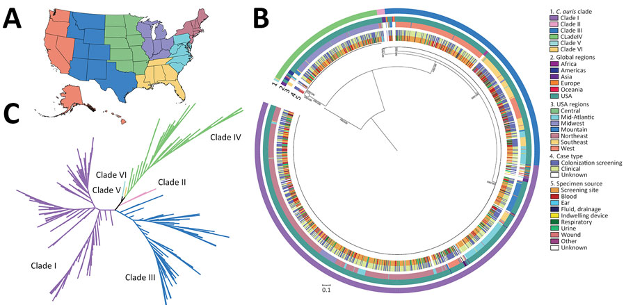 Phylogenetic characterization of sequenced isolates from study of genomic epidemiologic description of Candida (Candidozyma) auris in the United States. A) US map showing regions where sequenced cases originated, as defined by the Centers for Disease Control and Prevention Antimicrobial Resistance Laboratory Network (colors defined in section 3 of key at right). B) Maximum-likelihood phylogenetic tree, rooted at the midpoint, represents cases sequenced from the United States (n = 1,535) and various global regions (n = 75). C) Genetic relationships among cases represented as an unrooted phylogenetic tree colored by clade. All US cases cluster within clades I–IV. The phylogenetic trees were inferred from 421,678 whole-genome single nucleotide polymorphisms. Bootstrap support values between major clades were 100, as determined by the IQ-TREE SH-aLRT/UFboot methods. 