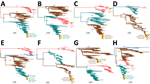 Maximum-likelihood trees inferred for the 8 genome segments sequenced in this study of novel triple reassortant highly pathogenic avian influenza A(H5N1) virus, Argentina, 2025. Phylogenetic trees were inferred by using IAVs collected globally in avian hosts. A) Gene segment PB2. B) Gene segment PB1. C) Gene segment PA. D) Gene segment H5. E) Gene segment NP. F) Gene segment N1. G) Gene segment MP. H) Gene segment NS; only A allele is shown. The number of sequences used to construct each tree was 676 for PB2, 667 for PB1, 686 for PA, 271 for H5, 682 for NP, 443 for N1, 639 for MP, and 506 for NS (Appendix 2, https://wwwnc.cdc.gov/EID/article/31/12/25-0783-App2.xlsx). Trees are midpoint rooted for clarity. Key node bootstrap values are shown. Teal shading represents NA lineage, brown shading represents EA lineage, Pink shading represents SA lineage, And blue shading represents gull lineage. Orange oval is previously reported SA H5N1 clade B3.2 genotype virus. Yellow oval with black outline and chicken silhouette represents the novel H5N1 virus found in Argentina. Branch lengths are drawn to scale. Scale bars represent nucleotide substitutions per site. EA, Eurasian; MP, matrix protein; NA, North American; NP, nucleoprotein; NS, nonstructural protein; PA, polymerase; PB, polymerase basic; SA, South American.