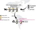 Key reassortment and migration events leading to the novel triple reassortant influenza A(H5N1) viruses in February 2025, Argentina. Each box represents 1 of the 8 segments of the influenza A virus genome, numbered in order of longest to shortest length: 1, polymerase basic2; 2, polymerase basic 1; 3, polymerase acidic; 4, hemaggultinin; 5, nucleoprotein; 6, neuraminidase; 7, matrix protein; and 8, nonstructural protein. Curved black arrows indicate the direction of major geographic migration events. Straight black arrows indicate sequential reassortment events of interest. LPAI, low pathogenicity avian influenza.