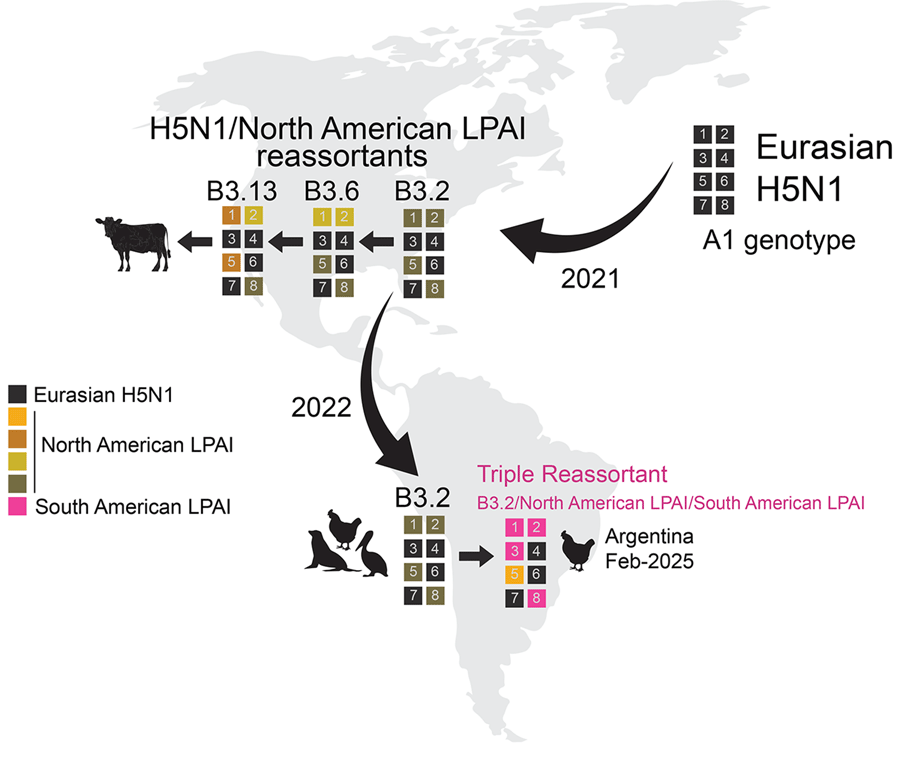 Key reassortment and migration events leading to the novel triple reassortant influenza A(H5N1) viruses in February 2025, Argentina. Each box represents 1 of the 8 segments of the influenza A virus genome, numbered in order of longest to shortest length: 1, polymerase basic2; 2, polymerase basic 1; 3, polymerase acidic; 4, hemaggultinin; 5, nucleoprotein; 6, neuraminidase; 7, matrix protein; and 8, nonstructural protein. Curved black arrows indicate the direction of major geographic migration events. Straight black arrows indicate sequential reassortment events of interest. LPAI, low pathogenicity avian influenza.
