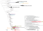Phylogenetic tree showing how North American low pathogenicity avian influenza (LPAI) lineage contributed nucleoprotein (NP) genes by reassortment to novel influenza A(H5N1) viruses from Argentina, 2025. We inferred the phylogenetic tree by using the maximum-likelihood method for 11,820 North American LPAI and highly pathogenic avian influenza (HPAI) NP sequences collected during 2015–2025. Gray indicates LPAI viruses. HPAI H5N1 clades are collapsed and shaded in different colors and labeled according to corresponding H5 clade 2.3.4.4b genotypes. Black indicates prior H5N2 and H7N3 outbreaks in poultry. The 3 H5N1 viruses collected from poultry in Argentina in February 2025 are indicated in red and with a yellow star. A more detailed subsection of the tree containing those 3 viruses is shown, with tip labels. Branch lengths are drawn to scale. Scale bar represents nucleotide substitutions per site.