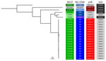 Maximum-likelihood, distance-scaled, core gene phylogenetic tree of Neisseria gonorrhoeae genomes from disseminated gonococcal infection cases in Minnesota, 2024. We constructed this tree by using the Dryad v3.0 pipeline (Appendix) (4). GGI, presence or absence of a gonococcal genetic island sequence; MLST, multilocus sequence typing; NG-STAR, N. gonorrhoeae sequence type by antimicrobial resistance; porB, porin B allele type within the NG-STAR classification scheme; ST, sequence type. 