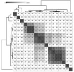 Pairwise single-nucleotide polymorphism (SNP) matrix of Neisseria gonorrhoeae sequence type (ST) 11184 genomes from disseminated gonococcal infection cases, Minnesota, USA. We clustered and visualized the matrix by using Morpheus (https://morpheussoftware.net) from  SNPs identified within a reference-based genome alignment we generated by using the Dryad v3.0 pipeline (4), with an internal reference genome. The grayscale shading represents SNP values of 0–20. The branches represent hierarchical clustering of rows and columns of pairwise SNP calls.