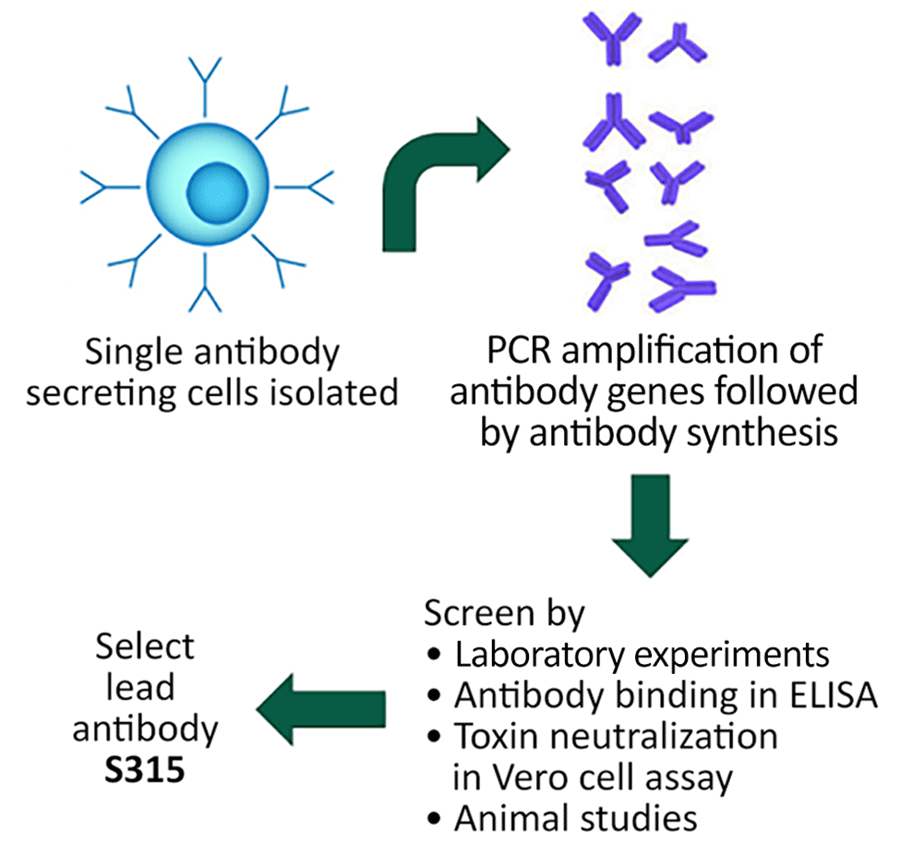 Development of S315, a human monoclonal antibody produced through the isolation of antibody-secreting cells in human volunteers boosted with a combination tetanus/diphtheria vaccine. Antibody-producing genes are amplified, synthesized, and screened through antibody binding and toxin neutralization.