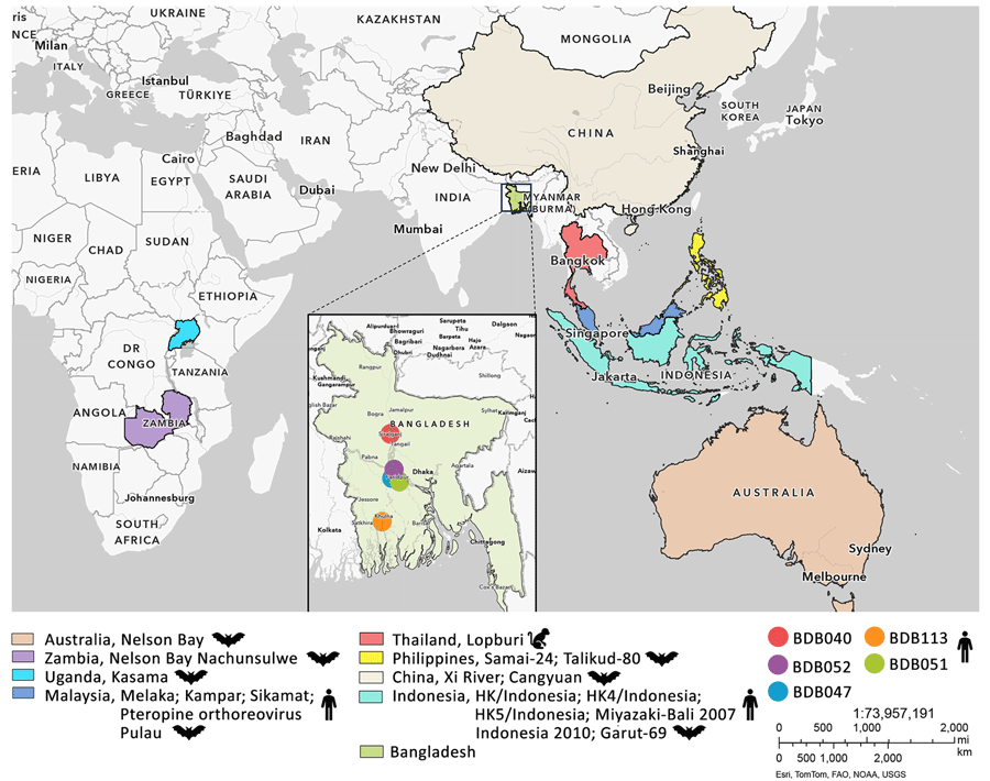 Study locations and locations for related viruses from study of bat reovirus as cause of acute respiratory disease and encephalitis in humans, Bangladesh, 2022–2023. Inset shows Bangladesh with color-coded locations of patients (BDB040, BDB052, BDB047, BDB113, and BDB051) from whom we detected Pteropine orthoreovirus in archived throat swab samples. Larger map shows global locations from which related viruses have been detected in humans, bats, and monkeys.