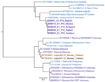 Phylogenic analysis of bat reovirus detected from cases of acute respiratory disease and encephalitis in humans, Bangladesh, 2022–2023. Sequencing of the partial S1 segment showed that Pteropine orthoreovirus from patients in Bangladesh (bold) clustered with 99.3%–100.0% average nucleotide identity (ANI). Bangladesh PRV showed ≈96% ANI with the Indonesia/2010 strain detected from large flying-fox (Pteropus vampyrus) in Indonesia (GenBank accession no. KM279386.1) and ≈85% ANI with the Nachunsulwe-57 strain detected from an Egyptian fruit bat (Rousettus aegyptiacus) in Zambia (accession no. LC619335) in 2018. GenBank accession numbers are indicated for reference sequences. Scale bar indicates nucleotide substitutions per site. 
