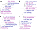 Comparitive phylogeny of bat reovirus as cause of acute respiratory disease and encephalitis in humans, Bangladesh, 2022–2023. A) S1 segment phylogeny showing 96.7%–99.9% average nucleotide identity (ANI) with each other (BDB051, BDB113, and BDB047) and clustered with Indonesia/2010, NBV-Australia, NBV-Nachunsulwe-57, and Kasama virus. B, C) Phylogeny of S2 (B) and S3 (C) segments showing partial consistency with S1 segments. D) S4 segments clustered with Kampar and Melaka strains, previously linked to mild respiratory illness in humans and reported human-to-human transmission. GenBank accession numbers are indicated. Scale bars indicate nucleotide substitutions per site. 