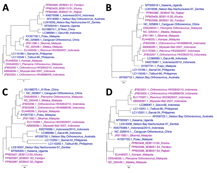 Comparitive phylogeny of bat reovirus as cause of acute respiratory disease and encephalitis in humans, Bangladesh, 2022–2023. A) S1 segment phylogeny showing 96.7%–99.9% average nucleotide identity (ANI) with each other (BDB051, BDB113, and BDB047) and clustered with Indonesia/2010, NBV-Australia, NBV-Nachunsulwe-57, and Kasama virus. B, C) Phylogeny of S2 (B) and S3 (C) segments showing partial consistency with S1 segments. D) S4 segments clustered with Kampar and Melaka strains, previously linked to mild respiratory illness in humans and reported human-to-human transmission. GenBank accession numbers are indicated. Scale bars indicate nucleotide substitutions per site. 