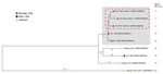 Subpanel maximum-likelihood phylogeny of refined mutation-only core single-nucleotide polymorphism sites of isolate genomes from 4 related melioidosis cases with unknown exposure source, Georgia, USA, 1983–2024, which includes the clinical isolates from the 2 patients from Georgia in 2024 (red dashed rectangle). B. pseudomallei genome sequences from the patient isolates were highly related to each other and to 2 other patients from Georgia in 1983 and 1989 (gray rectangle). Those genomes clustered most closely with genomes from Southeast Asia, particularly from Vietnam. Tree leaves contain year of isolation and National Center for Biotechnology Information sequence read archive and RefSeq accession numbers that correspond to each isolate. Branch numbers indicate the number of single nucleotide polymorphisms per site. MLST, multilocus sequence type; ST, sequence type. 