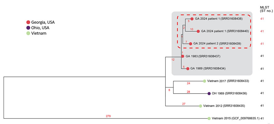 Subpanel maximum-likelihood phylogeny of refined mutation-only core single-nucleotide polymorphism sites of isolate genomes from 4 related melioidosis cases with unknown exposure source, Georgia, USA, 1983–2024, which includes the clinical isolates from the 2 patients from Georgia in 2024 (red dashed rectangle). B. pseudomallei genome sequences from the patient isolates were highly related to each other and to 2 other patients from Georgia in 1983 and 1989 (gray rectangle). Those genomes clustered most closely with genomes from Southeast Asia, particularly from Vietnam. Tree leaves contain year of isolation and National Center for Biotechnology Information sequence read archive and RefSeq accession numbers that correspond to each isolate. Branch numbers indicate the number of single nucleotide polymorphisms per site. MLST, multilocus sequence type; ST, sequence type.