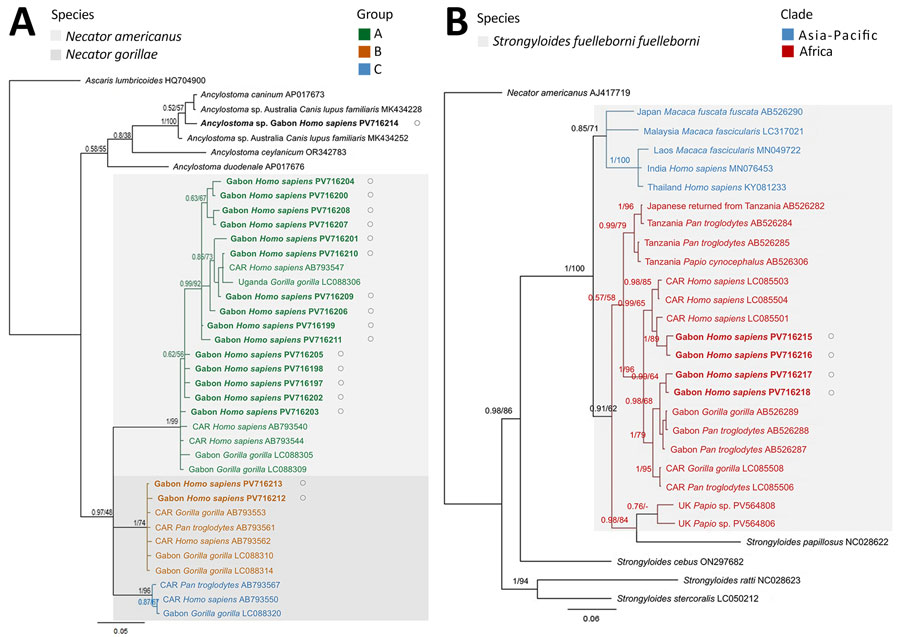 Maximum-likelihood phylogeny of zoonotic soil-transmitted helminths from human infections, Gabon. A) Necator spp. hookworms; color-coded groups are labeled per nomenclature by Hasegawa et al. (4). B) Strongyloides fuelleborni fuelleborni threadworms; color-coded groups represent geographic regions. Trees are based on cox1 sequences and were created by using MEGA 11 (https://www.megasoftware.net) and Bayesian inference using MrBayes (https://github.com/NBISweden/MrBayes). Bayesian posterior probability and maximum-likelihood bootstrap support percentages (1,000 bootstrap replicates) are indicated at the nodes. Bold font and black circles indicate sequences obtained in this study. Published sequences are annotated with the country of origin, host species, and GenBank accession numbers. Scale bars indicate nucleotide substitutions per site. CAR, Central African Republic