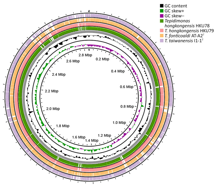Circular genome map of novel thermotolerant Tepidimonas spp. bacteria detected in human respiratory specimens, Hong Kong, China, 2024. Using patient strain HKU77T as the reference genome forming the backbone, the ring compares genome matches from patient strains HKU78 and HKU79 and the 2 closest Tepidimonas species, T. fonticoaldi AT-A2T and T. taiwanensis I1–1T genomes. The genome features include GC content and plus (+) or minus (–) GC skew. 