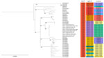 Phylogenetic analysis of Burkholderia pseudomallei ST46 genomes from nonhuman primates that died during rapidly progressing melioidosis outbreak in city center zoo, Hong Kong, 2024. Tree compares case nos. 01−11 with 40 reference genomes acquired globally from NCBI. Maximum-likelihood phylogenies of the single-nucleotide polymorphisms of the 3,127 single-copy cgMLSTs are shown. Bootstrap analysis of 1,000 replicates was performed, and bootstrap values of selected nodes are shown. The tree is midpoint rooted. The 11 monkey isolates formed a monophyletic clade with 100% bootstrap confidence. Distinct colors are used as a visual aid to group isolates by their MLST, cgMLST, and geographic location. Scale bar indicates nucleotide substitutions per site. cgMLST, core-genome MLST; MLST, multilocus sequence typing; ST, sequence type.