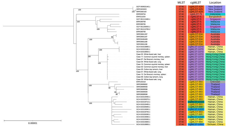 Phylogenetic analysis of Burkholderia pseudomallei ST46 genomes from nonhuman primates that died during rapidly progressing melioidosis outbreak in city center zoo, Hong Kong, 2024. Tree compares case nos. 01−11 with 40 reference genomes acquired globally from NCBI. Maximum-likelihood phylogenies of the single-nucleotide polymorphisms of the 3,127 single-copy cgMLSTs are shown. Bootstrap analysis of 1,000 replicates was performed, and bootstrap values of selected nodes are shown. The tree is midpoint rooted. The 11 monkey isolates formed a monophyletic clade with 100% bootstrap confidence. Distinct colors are used as a visual aid to group isolates by their MLST, cgMLST, and geographic location. Scale bar indicates nucleotide substitutions per site. cgMLST, core-genome MLST; MLST, multilocus sequence typing; ST, sequence type.