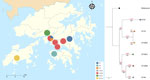Spatial distribution and genetic relationships among Burkholderia pseudomallei STs reported in China and a rapidly progressing melioidosis outbreak in city center zoo, Hong Kong, 2024. Colored circles on map show locations where different STs were reported; sections indicate relative percentages of each ST in each location. Red numbers on the phylogenetic tree indicate core-genome single-nucleotide polymorphism differences between strains; black numbers represent bootstrap values. The tree is midpoint rooted. The reference genome used for comparison is a pseudogenome constructed by concatenating the first allele of each core-genome multilocus sequence typing gene available in the PubMLST database (https://pubmlst.org). Scale bar indicates nucleotide substitutions per site. ST, sequence type.