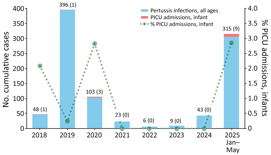 Cumulative reported pertussis cases (all ages) in Kumamoto Prefecture and infant PICU admissions at Kumamoto Red Cross Hospital, from study of a localized outbreak of macrolide-resistant pertussis in infants, Japan, March–May 2025. Reported pertussis cases are based on mandatory notifications (all ages) in Kumamoto Prefecture. PICU data represent infants admitted to the single regional PICU. Numbers above bars indicate total cases (PICU admissions). Data for 2025 are through May, and therefore interpretation of the proportion of PICU admissions relative to total cases should be made with caution. PICU, pediatric intensive care unit.