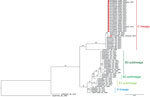 Maximum-likelihood phylogenetic tree based on partial nonstructural protein 4 gene sequences from study of epidemiologic, entomologic, and virologic findings during reemergence of western equine encephalitis virus, Argentina, 2023–2024. Analysis includes 19 newly sequenced isolates obtained from mosquitoes and equines (red dots) across a wide geographic range in Argentina. Numbers at major nodes indicate bootstrap support values based on 10,000 replicates. GenBank accession numbers are provided for reference sequences; accession numbers for all sequences from this study are provided in Tables 1 and 2 and the Appendix. Scale bar indicates number of nucleotide substitutions per site.