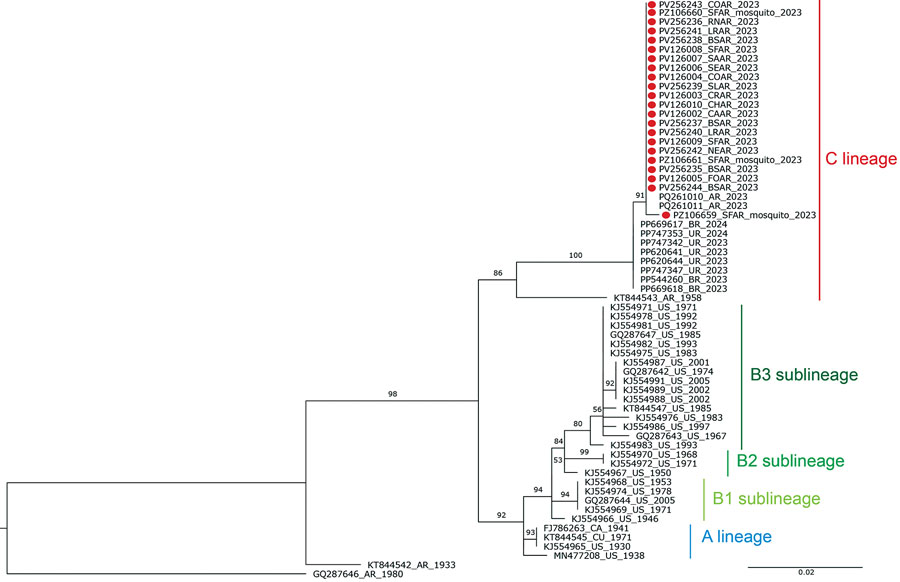 Maximum-likelihood phylogenetic tree based on partial nonstructural protein 4 gene sequences from study of epidemiologic, entomologic, and virologic findings during reemergence of western equine encephalitis virus, Argentina, 2023–2024. Analysis includes 19 newly sequenced isolates obtained from mosquitoes and equines (red dots) across a wide geographic range in Argentina. Numbers at major nodes indicate bootstrap support values based on 10,000 replicates. GenBank accession numbers are provided for reference sequences; accession numbers for all sequences from this study are provided in Tables 1 and 2 and the Appendix. Scale bar indicates number of nucleotide substitutions per site. 