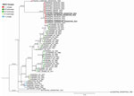 Maximum-likelihood phylogenetic tree based on complete genomes from study of epidemiologic, entomologic, and virologic findings during reemergence of western equine encephalitis virus, Argentina, 2023–2024. The tree includes 3 newly sequenced strains from Corrientes (n = 2) and Río Negro (n = 1) Provinces in Argentina, indicated in boldface, alongside reference sequences. Tip colors indicate lineages based on Bergren et al. (24). Numbers at major nodes indicate bootstrap support values (10,000 replicates). GenBank accession numbers are provided for reference sequences; accession numbers for all sequences are provided in Tables 1 and 2 and the Appendix . Scale bar indicates nucleotide substitutions per site.