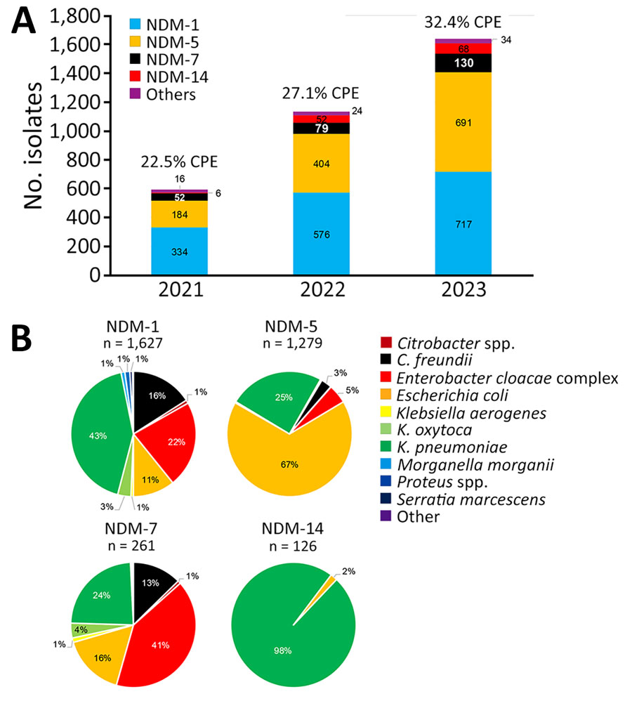 Variants and species involved in emergence and polyclonal dissemination of blaNDM-7–carrying InX3 plasmid in Enterobacter cloacae complex, France, 2021–2023. A) Distribution of NDM variants among CPE. B) Enterobacterales species distribution for the 4 most prevalent NDM variants detected. CPE, carbapenemase-producing Enterobacterales; NDM, New Delhi metallo-β-lactamase.