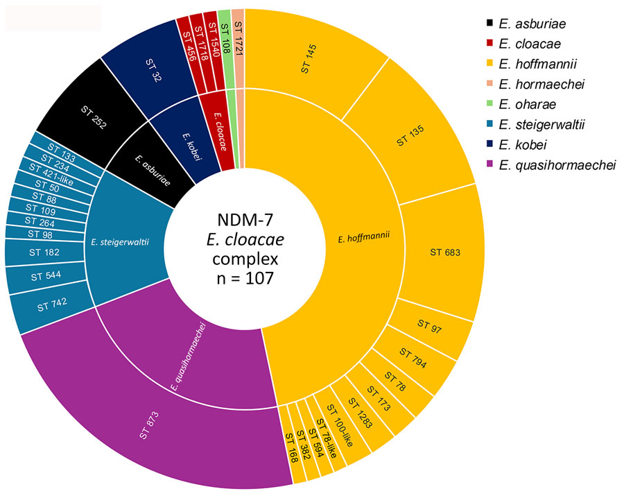 Distribution of STs among 107 Enterobacter cloacae complex isolates used in a study of emergence and polyclonal dissemination of blaNDM-7–carrying InX3 plasmid, France, 2021–2023. ST, sequence type.