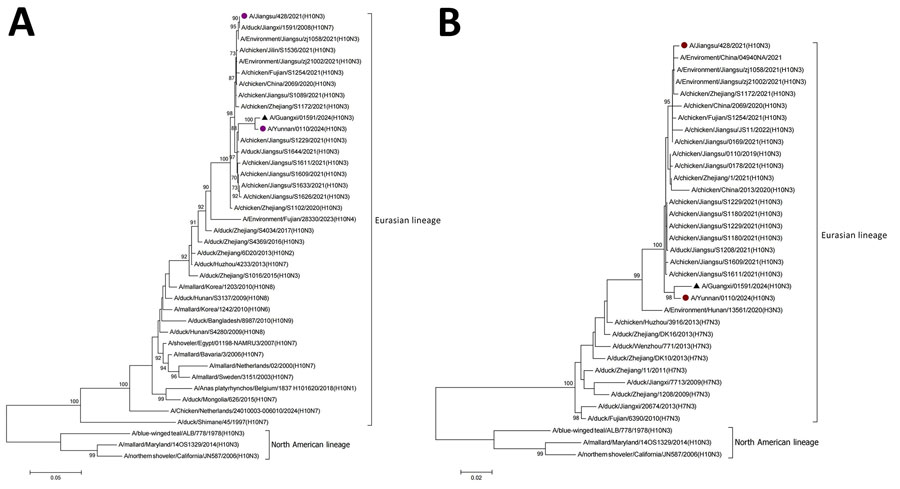 Phylogenetic analysis of avian influenza A(H10N3) virus from human infection, China, 2024. A) Hemagglutinin gene; B) neuraminidase gene. Black triangles indicate A/Guangxi/ 01591/2024(H10N3) virus from patient isolates. Purple circles indicate 2 other virus isolates from humans in China. Scale bar indicates nucleotide substitutions per site. 