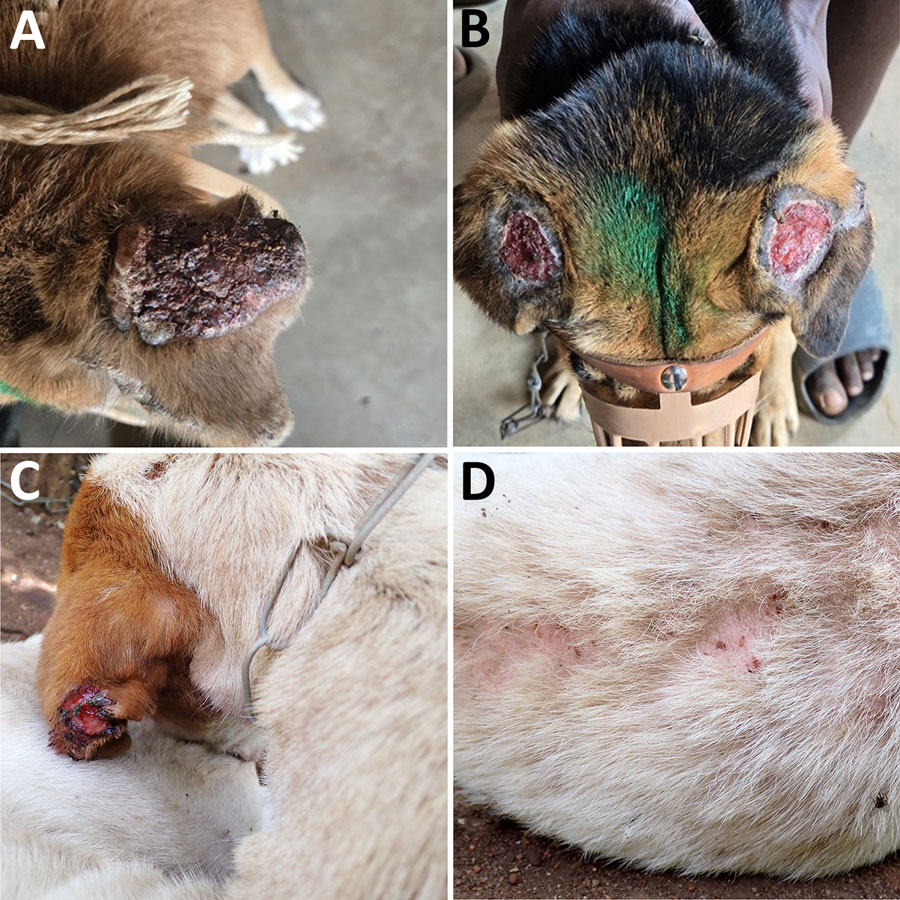 Clinical manifestations of Leishmania infantum‒infected dogs in Mchinji, Nkhotakota, and Zomba districts in a study of canine leishmaniasis, Malawi. A) Severely crusted, thickened dark surface pinna (24MWD_C073). B) Bilateral ulcerative lesions on the ears with an exposed tissue (24MWD_C110). C, D) Unilateral ulcerative lesions on the ears and alopecia with severe thinning of the fur (24MWD_C040).