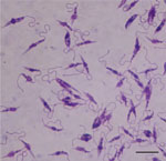 Promastigote stage of Leishmania infantum isolated from dog in Zomba District (24MWD_C040) cultured in Novy-MacNeal-Nicolle medium in a study of canine leishmaniasis, Malawi. The elongated, flagellated forms characteristic of extracellular stage observed under light microscopy. Giemsa stain. Oil immersion. Scale bar indicates 10 µm.
