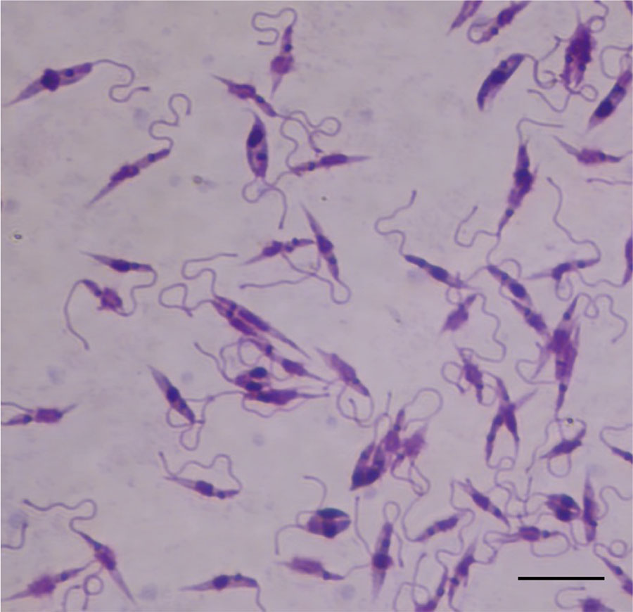 Promastigote stage of Leishmania infantum isolated from dog in Zomba District (24MWD_C040) cultured in Novy-MacNeal-Nicolle medium in a study of canine leishmaniasis, Malawi. The elongated, flagellated forms characteristic of extracellular stage observed under light microscopy. Giemsa stain. Oil immersion. Scale bar indicates 10 µm.