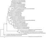 Phylogenetic analysis of sequences from samples collected in 2024 from mycoplasma-positive pediatric patients in study of bat-associated hemotropic mycoplasmas in immunosuppressed children, Spain, 2024. Bold indicates sequence from this study. Numbers at the nodes represent bootstrap support values; values >75% are not shown. GenBank accession numbers are indicated for reference sequences. Scale bar indicates nucleotide substitutions per site. Hosts are indicated as follows: Ab, Artibeus phaeotis (pygmy fruit-eating bat); Bt, Bos taurus (cattle); Cf, Canis familiaris (dog); Dr, Desmodus rotundus (common vampire bat); Ef, Eptesicus furinalis (Argentine brown bat); Ei, Eidolon sp. (palm bat); Fc, Felis catus (cat); Hs, Homo sapiens (human); Mc, Myotis capaccinii (long-fingered bat); Mf, Macaca fuscata (Japanese macaque); Mk, Myotis keaysi (hairy-legged myotis bat); Mr, Molossus rufus (black mastiff bat); Ms, Miniopterus schreibersii (bent-wing bat); Ns, Natalus stramineus mexicanus (Mexican funnel-eared bat); Pd, Phyllostomus discolor (pale spear-nosed bat); Pp, Pteronotus parnellii (Parnell's mustached bat); Ph, Platyrrhinus helleri (Heller's broad-nosed bat); Sa, Sapajus apella (tufted capuchin); Sb, Saccopteryx bilineata (greater sac-winged bat); Ssd, Sus scrofa domesticus (domestic pig). Countries are indicated as follows: Be, Belize; Br, Brazil; C, China; Jp, Japan; Me, Mexico; Ni, Nigeria; Pe, Peru; Sp, Spain; Th, Thailand; UK, United Kingdom.