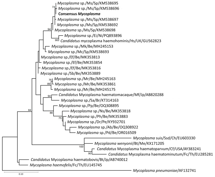 Phylogenetic analysis of sequences from samples collected in 2024 from mycoplasma-positive pediatric patients in study of bat-associated hemotropic mycoplasmas in immunosuppressed children, Spain, 2024. Bold indicates sequence from this study. Numbers at the nodes represent bootstrap support values; values >75% are not shown. GenBank accession numbers are indicated for reference sequences. Scale bar indicates nucleotide substitutions per site. Hosts are indicated as follows: Ab, Artibeus phaeotis (pygmy fruit-eating bat); Bt, Bos taurus (cattle); Cf, Canis familiaris (dog); Dr, Desmodus rotundus (common vampire bat); Ef, Eptesicus furinalis (Argentine brown bat); Ei, Eidolon sp. (palm bat); Fc, Felis catus (cat); Hs, Homo sapiens (human); Mc, Myotis capaccinii (long-fingered bat); Mf, Macaca fuscata (Japanese macaque); Mk, Myotis keaysi (hairy-legged myotis bat); Mr, Molossus rufus (black mastiff bat); Ms, Miniopterus schreibersii (bent-wing bat); Ns, Natalus stramineus mexicanus (Mexican funnel-eared bat); Pd, Phyllostomus discolor (pale spear-nosed bat); Pp, Pteronotus parnellii (Parnell's mustached bat); Ph, Platyrrhinus helleri (Heller's broad-nosed bat); Sa, Sapajus apella (tufted capuchin); Sb, Saccopteryx bilineata (greater sac-winged bat); Ssd, Sus scrofa domesticus (domestic pig). Countries are indicated as follows: Be, Belize; Br, Brazil; C, China; Jp, Japan; Me, Mexico; Ni, Nigeria; Pe, Peru; Sp, Spain; Th, Thailand; UK, United Kingdom.