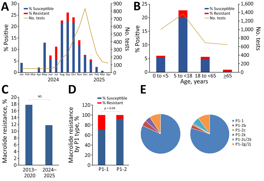 Prevalence, macrolide resistance rates, and P1 genotype distribution of Mycoplasma pneumoniae during 2024–2025 outbreak, Hamilton, Ontario, Canada. A) Monthly detection rates of macrolide-susceptible and -resistant M. pneumoniae during January 2024–April 2025. B) Detection rates of macrolide-susceptible and -resistant M. pneumoniae by age group. C) Comparison of macrolide resistance rates in M. pneumoniae before and after primary COVID-19 pandemic years. D) Macrolide resistance rates among different P1 types of M. pneumoniae. E) Distribution of P1-1 and P1-2 variant types among M. pneumoniae strains before and after primary COVID-19 pandemic years. p value was obtained from χ2 test with Yates correction. NS, not significant.