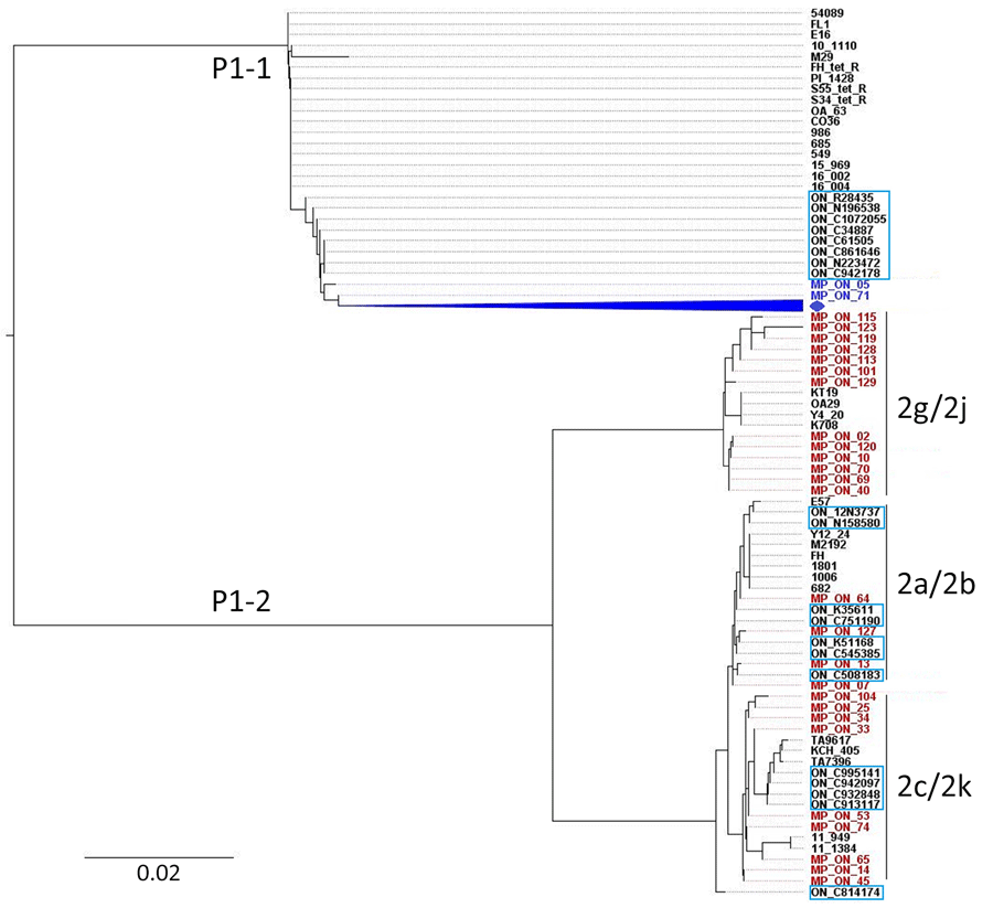 Phylogenetic analysis of Mycoplasma pneumoniae based on P1 cytadhesin–RepMP4  genotyping during 2024–2025 outbreak, Hamilton, Ontario, Canada. An unrooted tree was constructed using the neighbor-joining method with the Tamura-Nei model in MEGA X (https://www.megasoftware.net) using aligned sequences generated using Clustal Omega (https://www.ebi.ac.uk/jdispatcher/msa/clustalo). Strains highlighted in blue and red represent the P1-1 and P1-2 type strains assessed in this study. Strains in the light blue boxes indicate previously reported strains from Ontario during 2011–2012 (8). Strains shown in black represent reference RepMP4 sequences from M. pneumoniae obtained in other countries, representing P1 types and variants (Appendix Table 3). Blue diamond indicates remaining 104 P1-1 strains from this study.