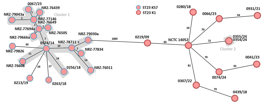 Minimum spanning tree generated to evaluate the genetic relationship of 29 Klebsiella pneumoniae-ST23 isolates (capsule types K1 and K57) during study of a fatal pneumocephalus case caused by hypervirulent K. pneumoniae in Germany (Appendix Table). Ridom SeqSphere version 10.0.4 (ridom, https://www.ridom.de) was used to create tree for 29 samples isolated from hospitals in Germany on the basis of 2,358 columns, pairwise ignoring missing values, and logarithmic scale. Distance is on the basis of columns from K. pneumoniae sensu lato core genome multilocus sequence type (2,358 genes). Cluster distance threshold is 15 according to the Ridom Seqsphere. The patient isolates from this case (0354/24 and 0355/24) are labeled as cluster 2. Isolate 0074/24 is another K. pneumoniae ST23-K1 isolate from a patient with liver abscess admitted to the same hospital. Cluster 1 represents K. pneumoniae ST23-K57 isolates with virulence or convergence plasmids that were in part from patients previously hospitalized in Ukraine (3,4). ST, sequence type.