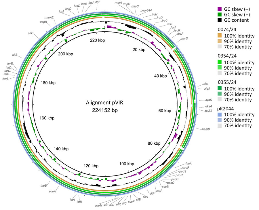 Comparative plasmid alignment of hypervirulent Klebsiella pneumoniae from the study of a fatal pneumocephalus case in Germany, completed by using BRIG (10). The innermost rings show guanine-cytosine content, and the outer ring shows the used reference virulence plasmid pK2044 (blue) from K. pneumoniae strain NTUH-K2044 from Taiwan (11). Concentric rings illustrate the virulence plasmids of the K. pneumoniae isolates from this case, 0354/24 (light green) and 0355/24 (dark green), and a patient isolate from the same hospital, 0074/24 (orange). Sequence similarity to the reference plasmid is indicated by the intensity and continuity of the colored rings. The gaps correspond to regions with no major sequence similarity. The locations of the typical virulence-associated genes (iucA, iroB, rmpA, rmpA2, peg344) (12) are visualized on the outermost ring.