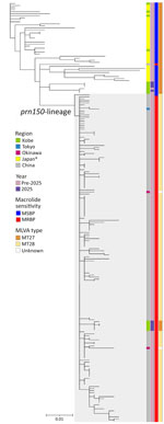 Phylogenetic tree based on single-nucleotide variants, showing 15 MT27 Bordetella pertussis strains isolated in Kobe (green); 37 strains from Japan (yellow), including Tokyo (blue) and Okinawa (pink); and 155 strains from China (gray) in study of emerging MT27 MRBP, Kobe, Japan, 2025. Scale bar indicates number of substitutions per site. *Excluding regions previously listed. MRBP, macrolide-resistant B. pertussis; MSBP, macrolide-sensitive B. pertussis; MLVA, multilocus variable-number tandem-repeat analysis; MT, MLVA type.