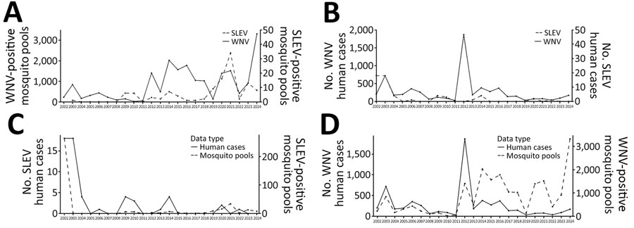 Annual SLEV and WNV mosquito and human case activity from study of circulation of genotype II and III SLEV, Texas, USA, 2002–2024. A) Annual number of reported SLEV-positive and WNV-positive mosquito pools. B) Annual number of reported human SLEV and WNV infection cases. C) Annual number of reported human SLEV infection cases and number of SLEV-positive mosquito pools. D) Annual number of reported human WNV infection cases and number of WNV-positive mosquito pools. Scales for the y-axes differ substantially to underscore patterns but do not permit direct comparisons. Data from Texas DSHS Arbovirus Activity Reports (https://www.dshs.texas.gov/mosquito-borne-diseases/dshs-arbovirus-weekly-activity-reports) and Texas DSHS Arbovirus Field Surveillance Report 1985–2012 (https://www.dshs.texas.gov/laboratory-services/programs-laboratories/microbiology-unit/arbovirus-surveillance-program/arbovirus-field-surveillance-report). SLEV, St. Louis encephalitis virus; WNV, West Nile virus. 