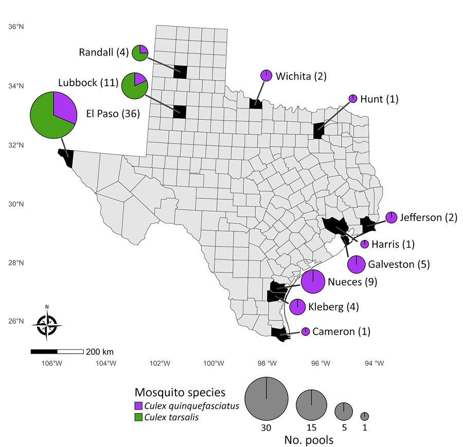 St. Louis encephalitis virus–positive mosquito pool samples from study of circulation of genotype II and III St. Louis encephalitis virus, by county of origin, Texas, USA, 2002–2024. Each county of origin is indicated in black. Pie charts indicate number of pools and proportion of Culex spp. mosquitoes contributing to those samples. Number of pools from each county is indicated in parentheses by the county name. 