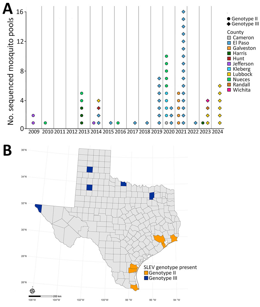 SLEV genotype distribution from study of circulation of genotype II and III SLEV, by year and county, Texas, USA, 2009–2024. A) Dot plot of number of sequenced SLEV-positive mosquito pools for each year, by genotype and county. Each shape represents an individual mosquito pool. B) Map of Texas indicating presence of SLEV genotype II or III. Each genotype exclusively found in its respective counties; no counties had presence of both genotypes. SLEV, St. Louis encephalitis virus.