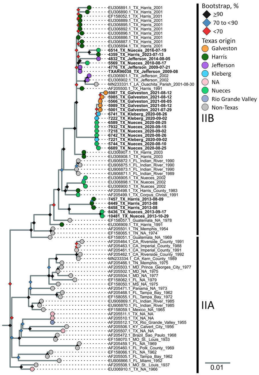 Maximum-likelihood phylogenic analysis of St. Louis encephalitis virus genotype IIA and IIB envelope gene sequences from study of circulation of genotype II and III St. Louis encephalitis virus, Texas, USA. Maximum-likelihood inferred tree of 86 SLEV genotype II envelope gene nucleotide sequences. Two genotype III outgroup sequences (not shown) were used to root tree (GenBank accession nos. FJ753287.2 and FJ753286.2). Tip labels indicate the GenBank accession number, sample origin, and collection date. Bold tip labels indicate samples generated by this study. Tip colors highlight different sample origins from within Texas, by county (or area, in the case of the Rio Grande Valley sample). Bootstrap support is shown at nodes; different colors indicate level of bootstrap support from 10,000 ultrafast bootstrap replicates. Scale bar indicates number of nucleotide substitutions per site. NA, not available (missing or unknown).