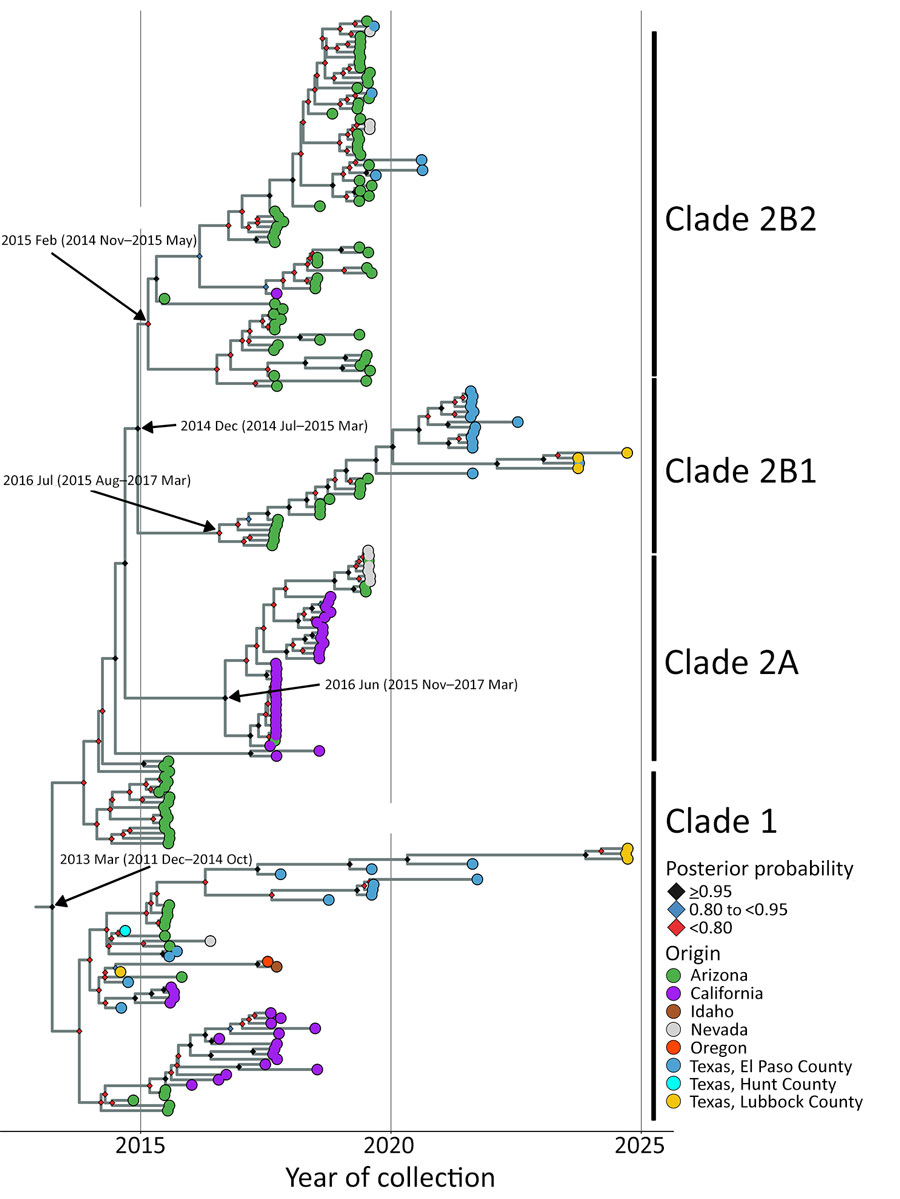 Bayesian phylogenetic analysis of SLEV genotype III from Texas and other states from study of circulation of genotype II and III St. Louis encephalitis virus, Texas, USA. Maximum clade credibility time tree of 216 whole genomes inferred by using BEAST (34). Tip colors reflect sample’s place of origin. Texas samples are further subdivided by county. Clade annotations are indicated to right of tips. Posterior probability for each node is indicated at node with a colored diamond. The y-axis scales in years are based on date of sample collection. Arrow labels indicate time to most recent common ancestor and 95% highest posterior density for each clade.