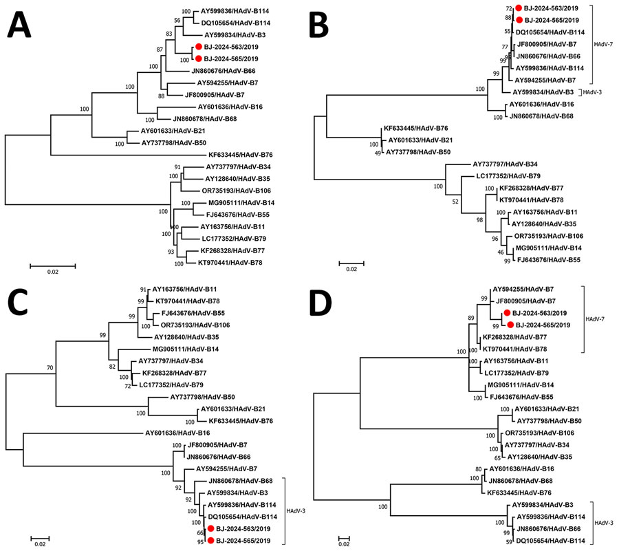 Phylogenetic analysis of the whole genome and 3 major capsid protein genes of 2 novel strains and other species HAdV-B genotypes from a study of novel recombinant human adenovirus genotype B117 from 2 pediatric cases, China. A) The phylogenetic tree of the whole genome, constructed by the general time reversible model. B) The phylogenetic tree of the penton base gene, constructed by the Kimura 2-parameter model. C, D) Phylogenetic trees of hexon (C) and fiber (D) genes, constructed by the Hasegawa-Kishino-Yano model. All trees were constructed by the maximum-likelihood method by using 1,000 replicates. Red dots indicate the 2 novel strains obtained in this study. Scale bars indicate nucleotide substitutions per site. HAdV, human adenovirus.