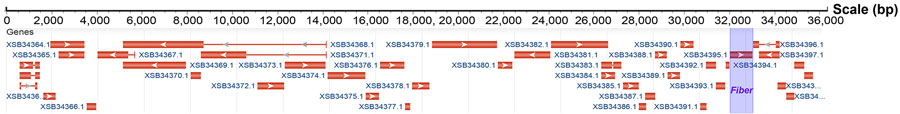 Genetic organization of novel HAdV-B117 isolate from a study of novel recombinant HAdV-B117 from 2 pediatric cases, China. HAdV, human adenovirus.